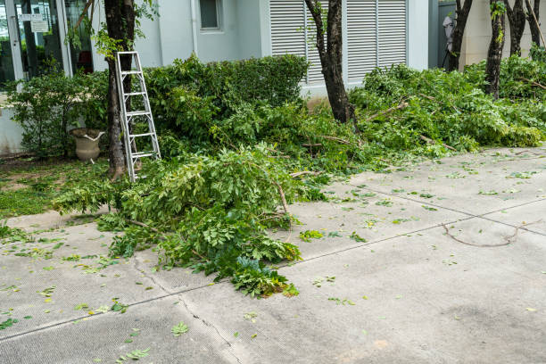 Best Tree Branch Trimming  in USA